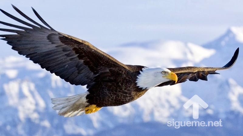Aguila volando desplegando sus alas