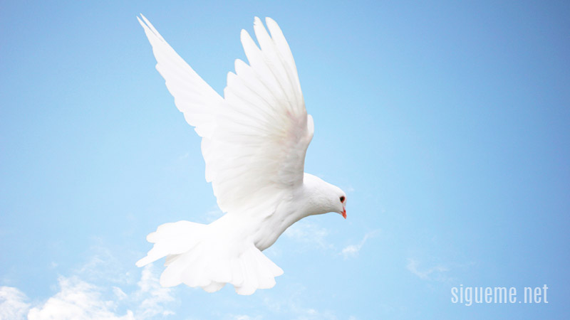 La presencia del Espiritu santo representada  por una paloma blanca
