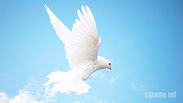 La presencia del Espiritu santo representada  por una paloma blanca